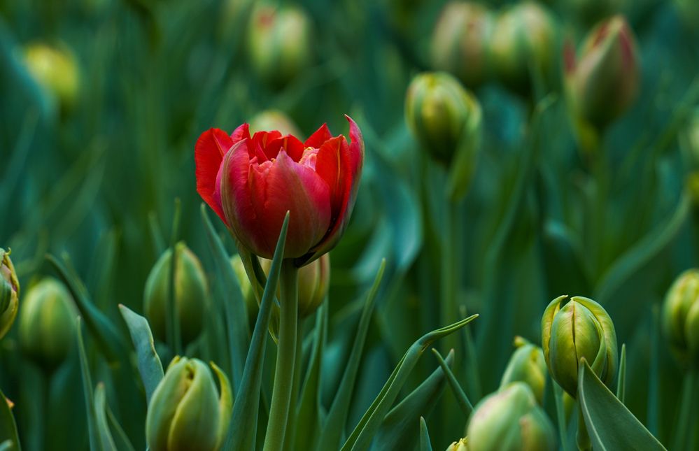 Photograph by Olga Mendosa