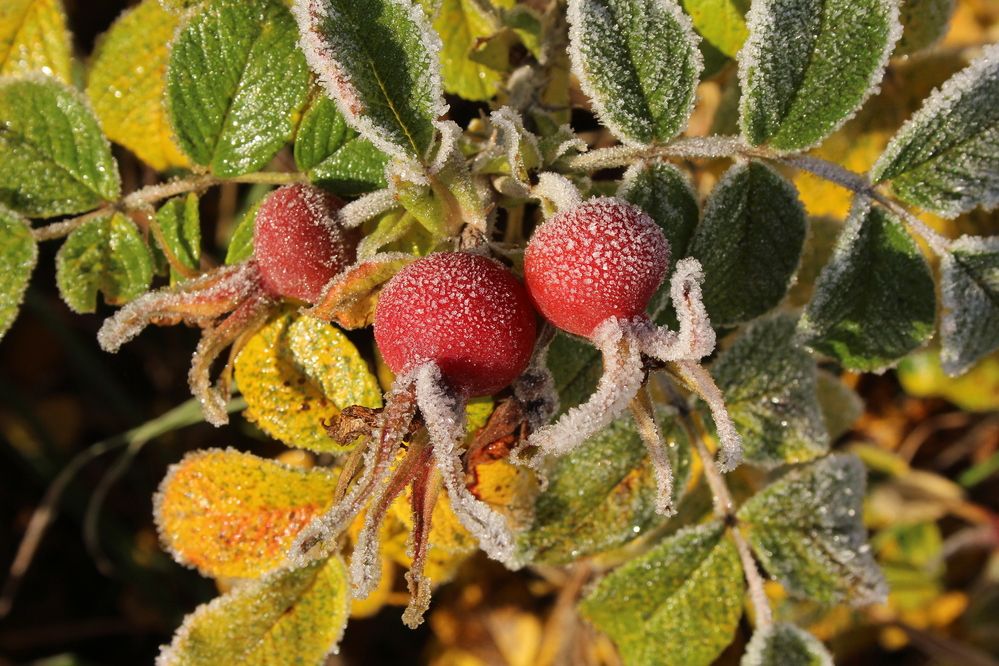 Photograph by Наталья Волкова