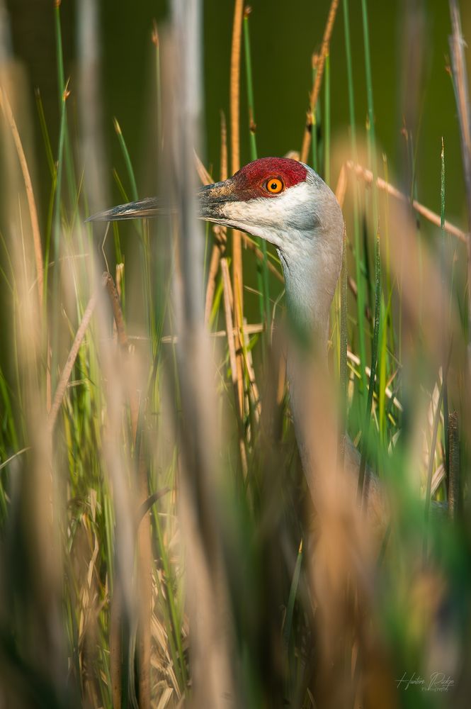 Photograph by Josh hunter