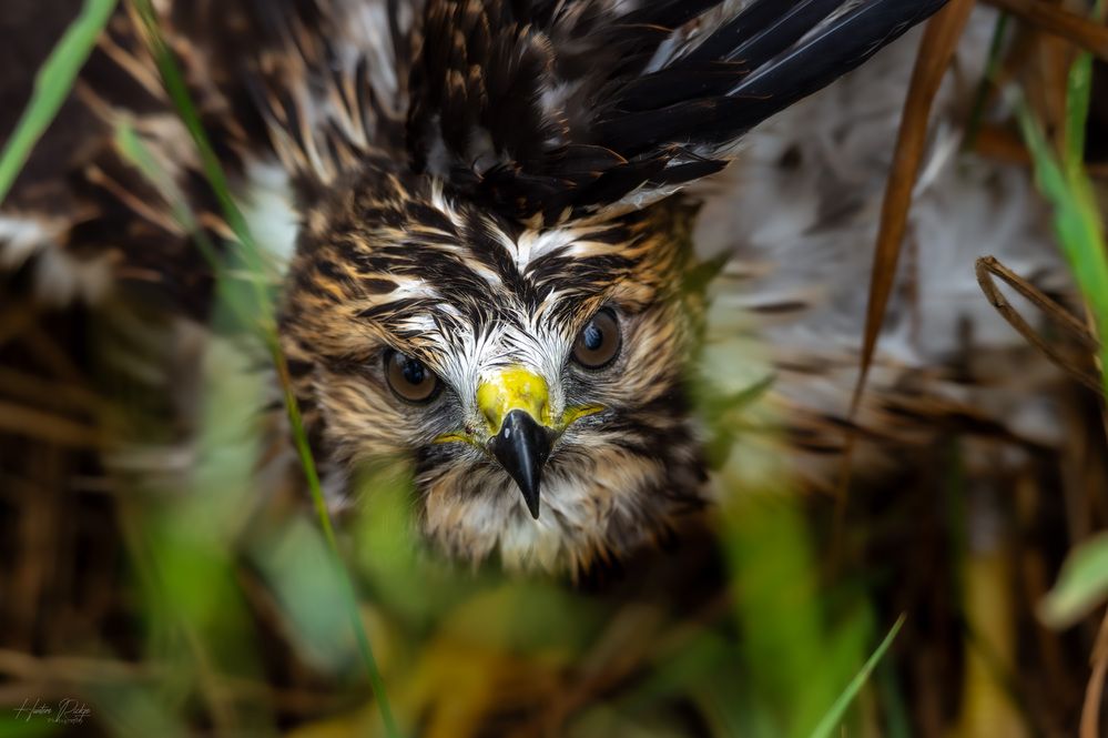 Photograph by Josh hunter