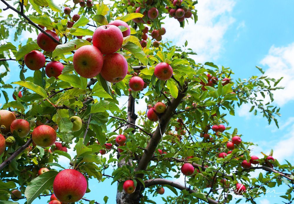 Photograph by Silvia Marcos