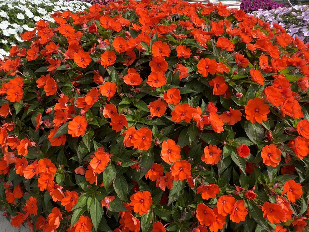 Photograph by Silvia Marcos