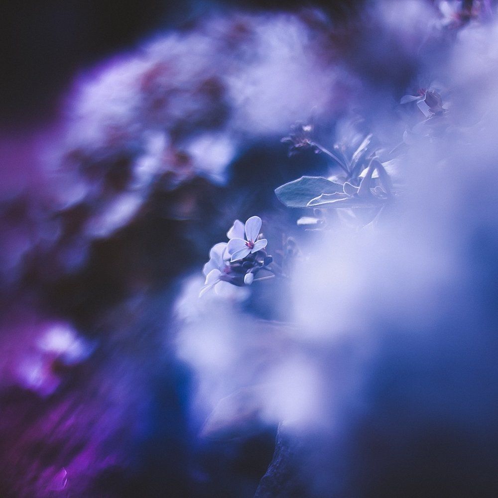 Цветок в ботаническом саду