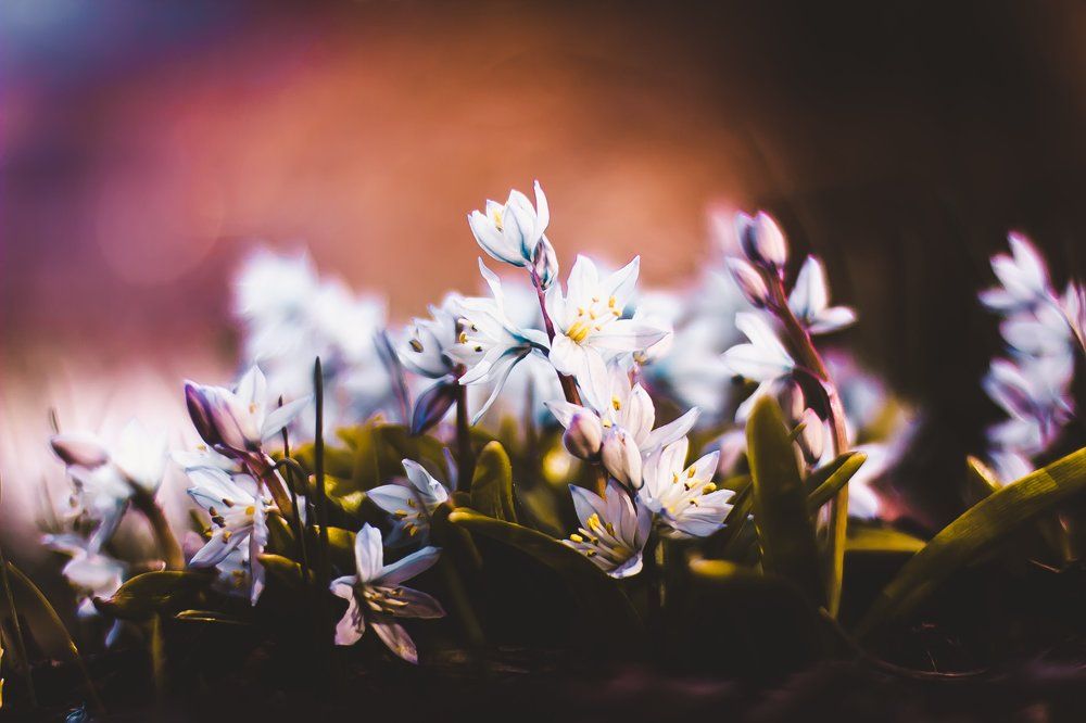 Цветы весной