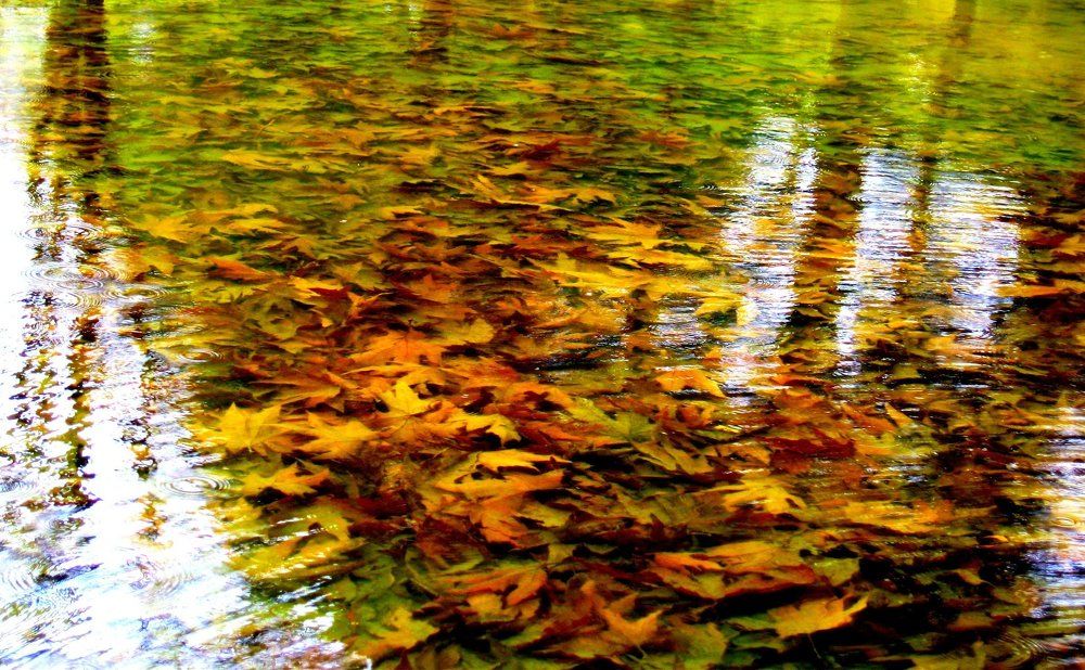 Leaves in the water.