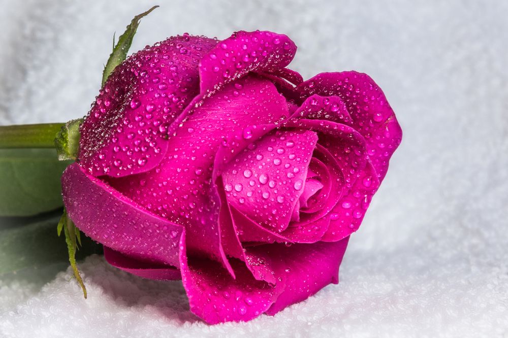 Роза и роса