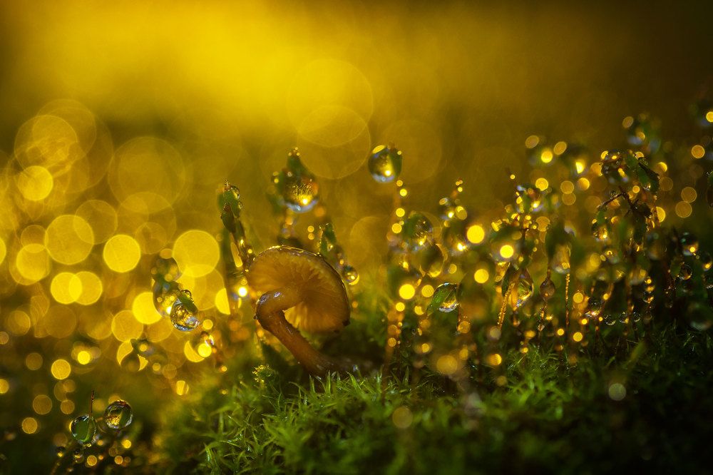 Цветные сны