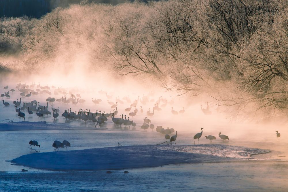 Журавлиная заводь
