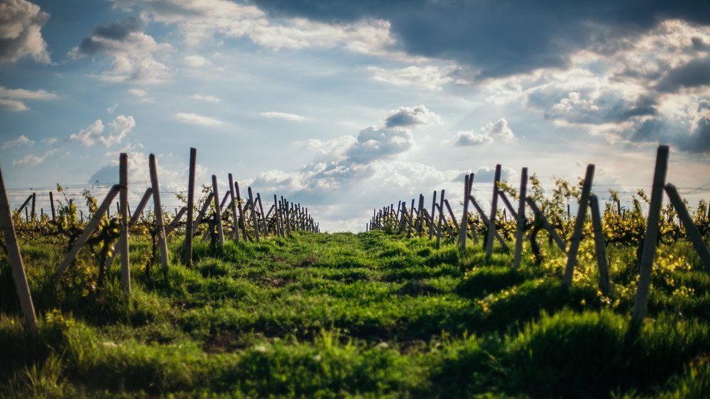 Виноградник