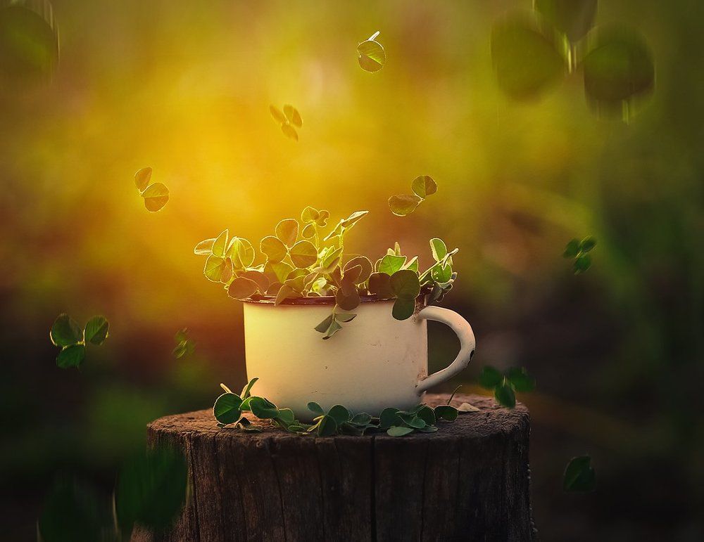 клеверное настроение