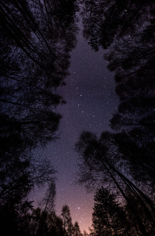 Ночь в майском лесу