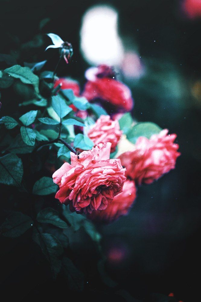 Photograph by Огонькова Алина