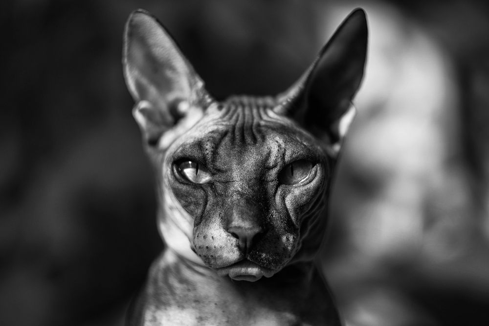 Привет, земляне..