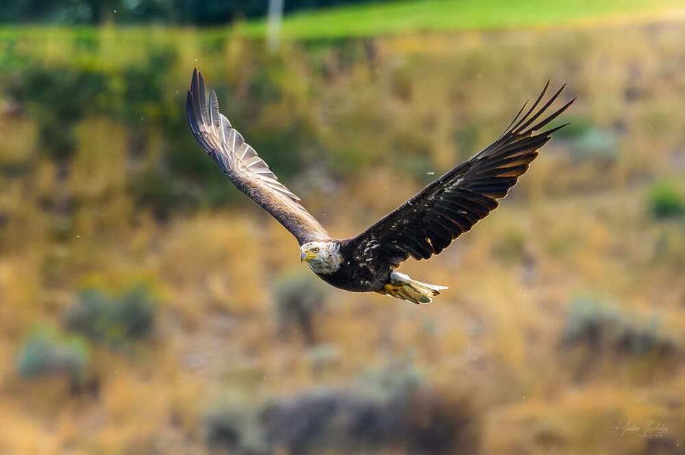 Photograph by Josh hunter