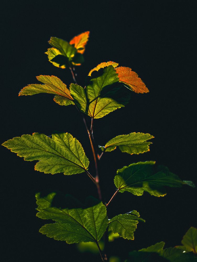 Фотография автора Evgeniy Shabanov