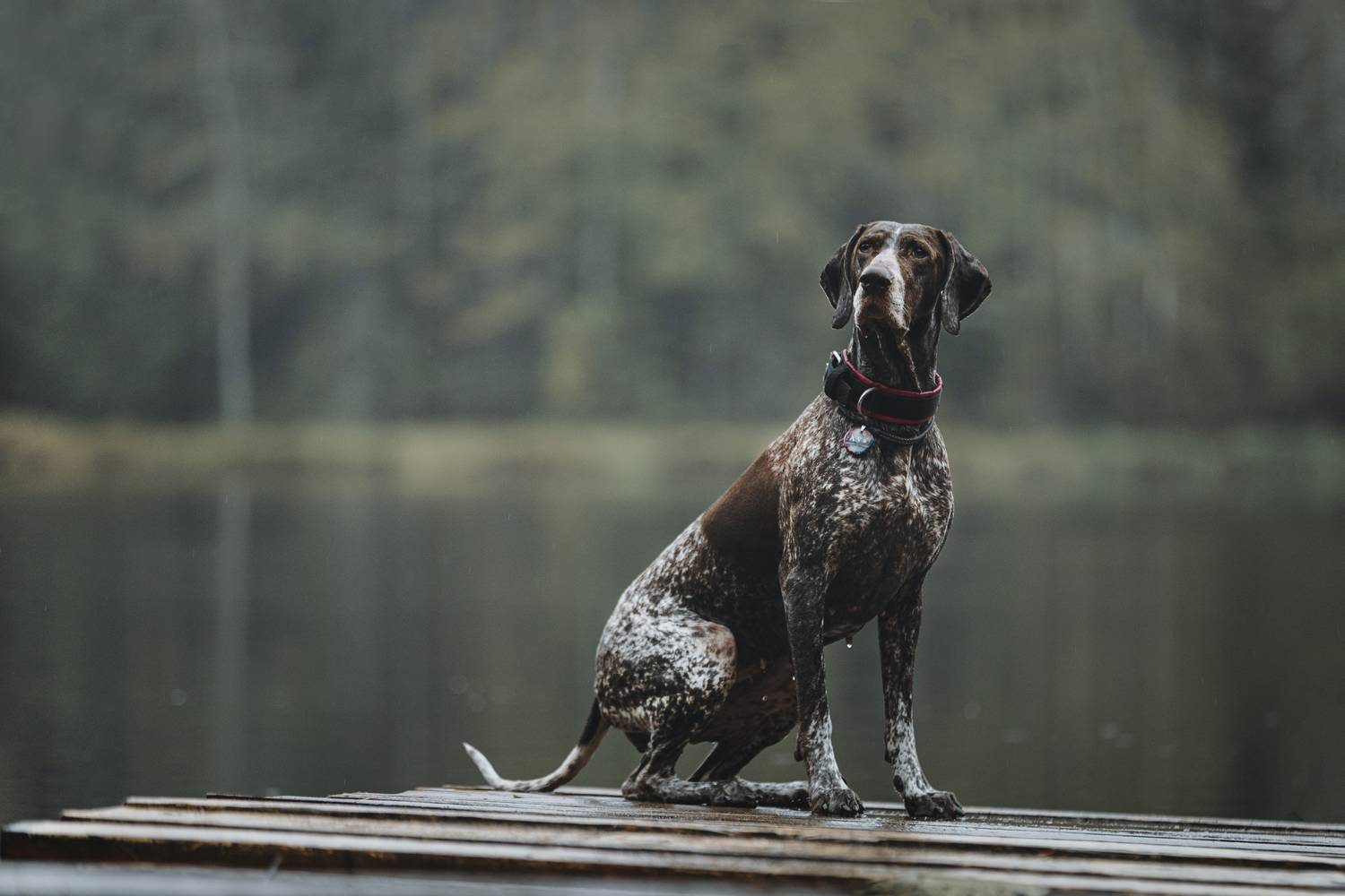 Photo #12750041