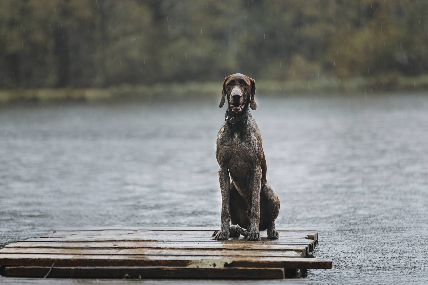 Photo #12750043