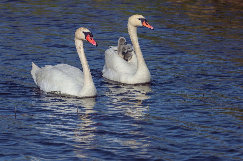 Мама везёт, папа охраняет
