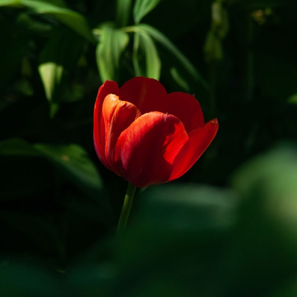 Фотография автора Наталья Липовская