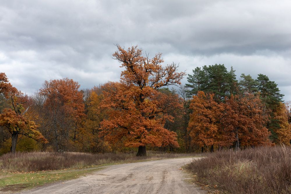 Photograph by Ляхова Ольга