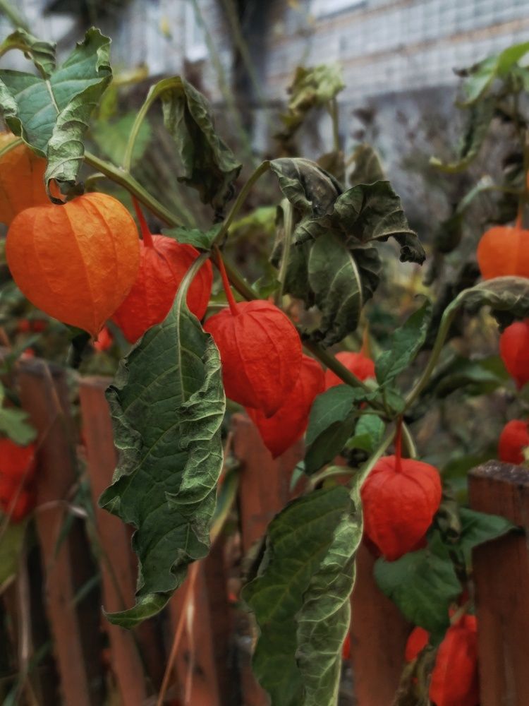 Photograph by Светлана Филина