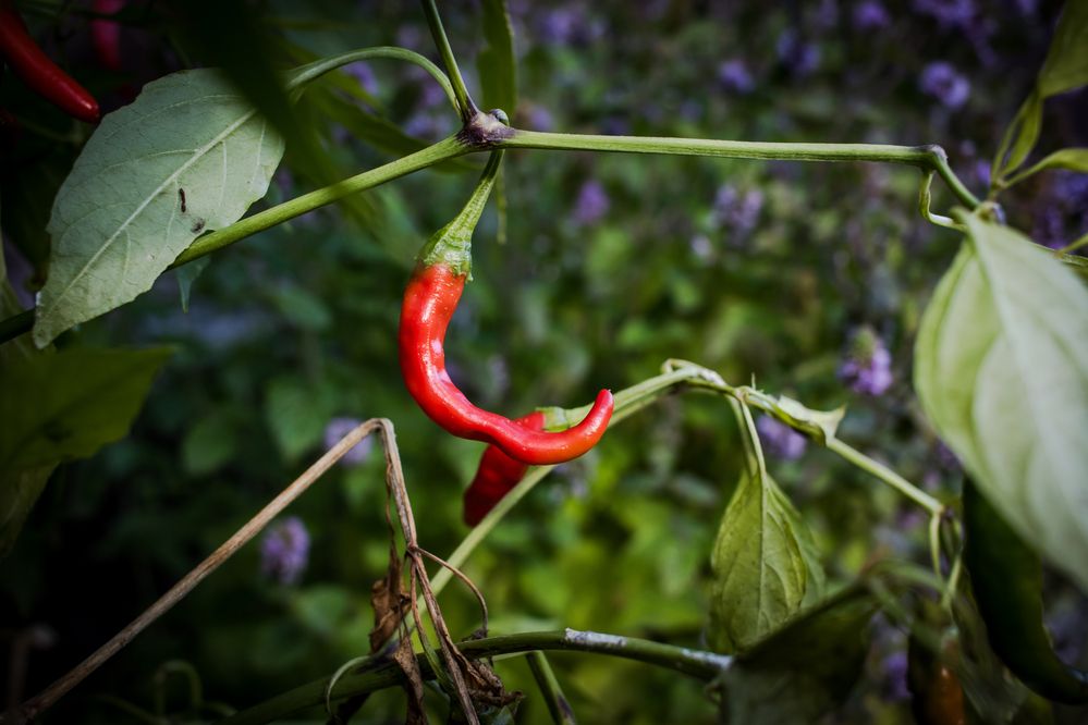 Photograph by Igors Rostikovs