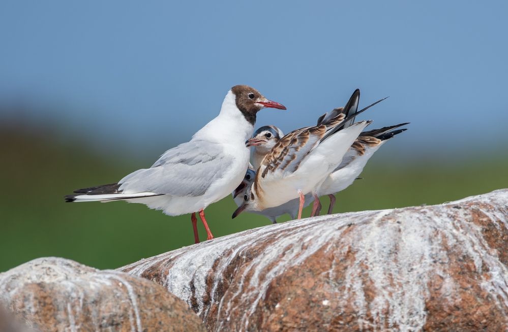 Мама рядом.