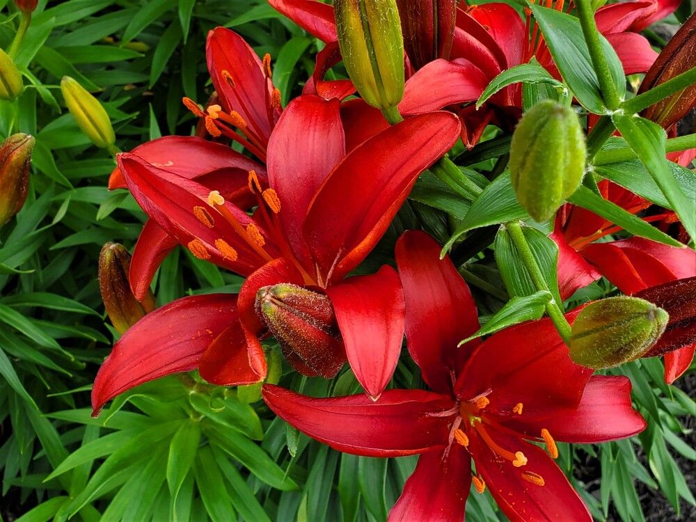 Photograph by Carol Taylor