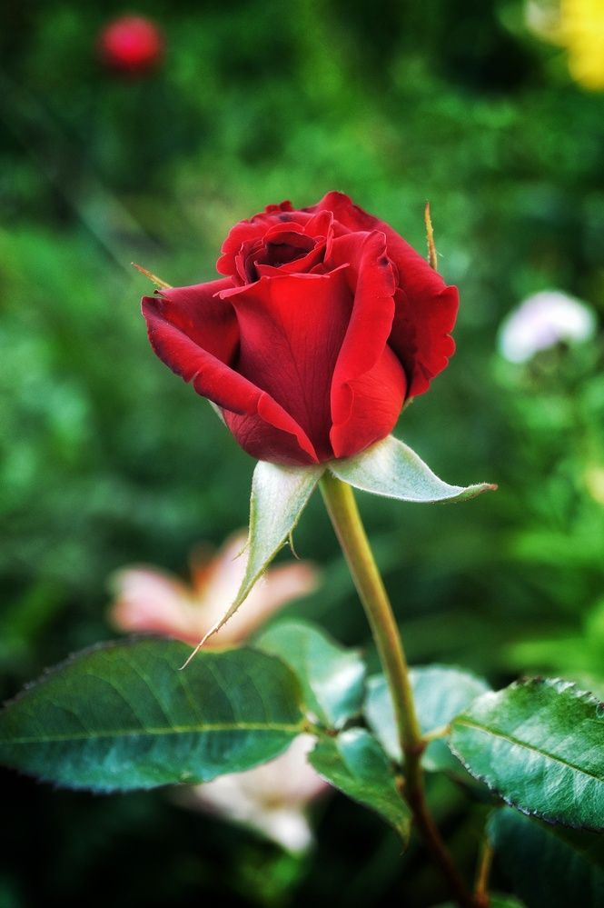 Photograph by Светлана Филина