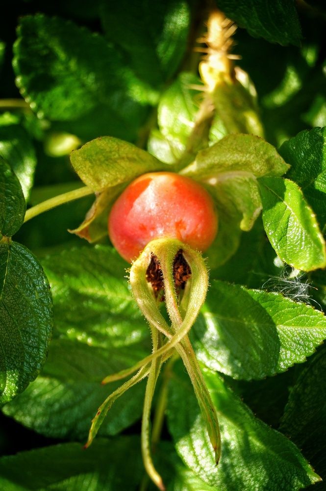 Photograph by Светлана Филина