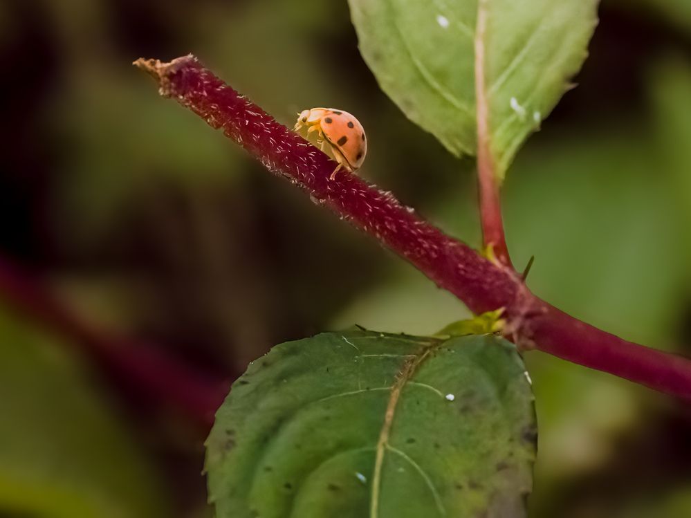 Photograph by Wong Fei Hung