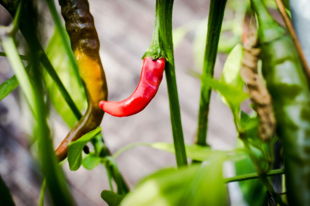 Photograph by Igors Rostikovs