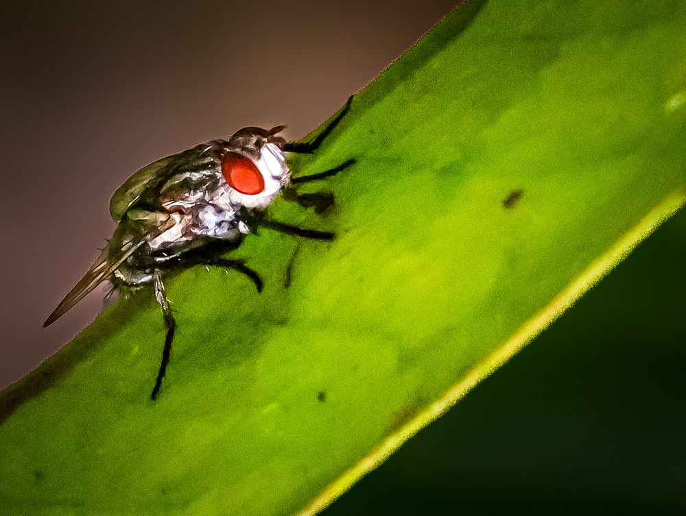 Photograph by Wong Fei Hung