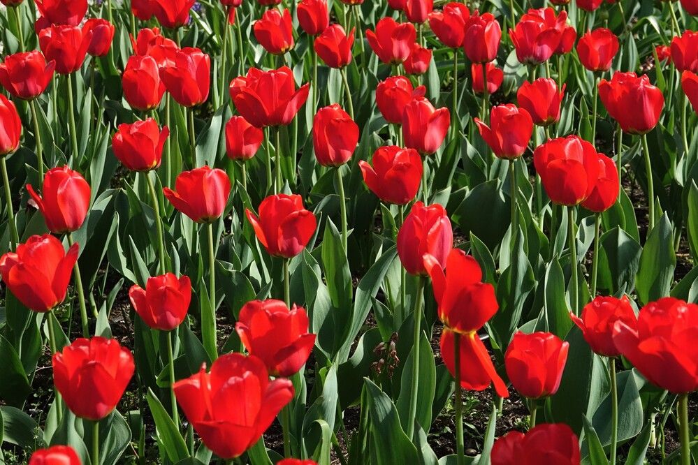 Photograph by jelena konickaja