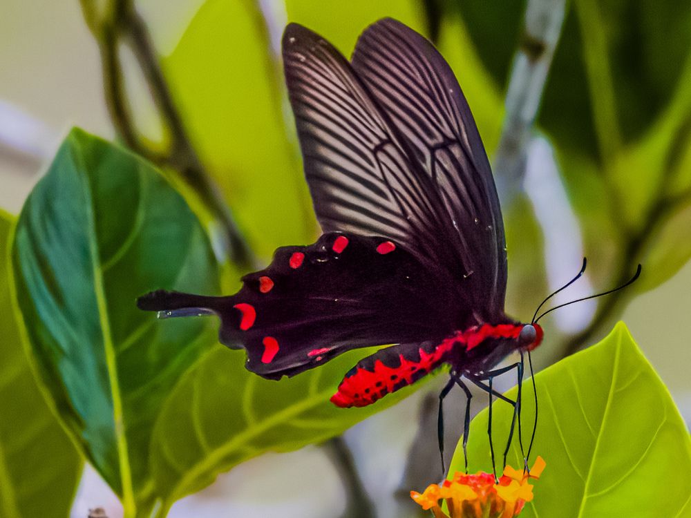 Photograph by Wong Fei Hung