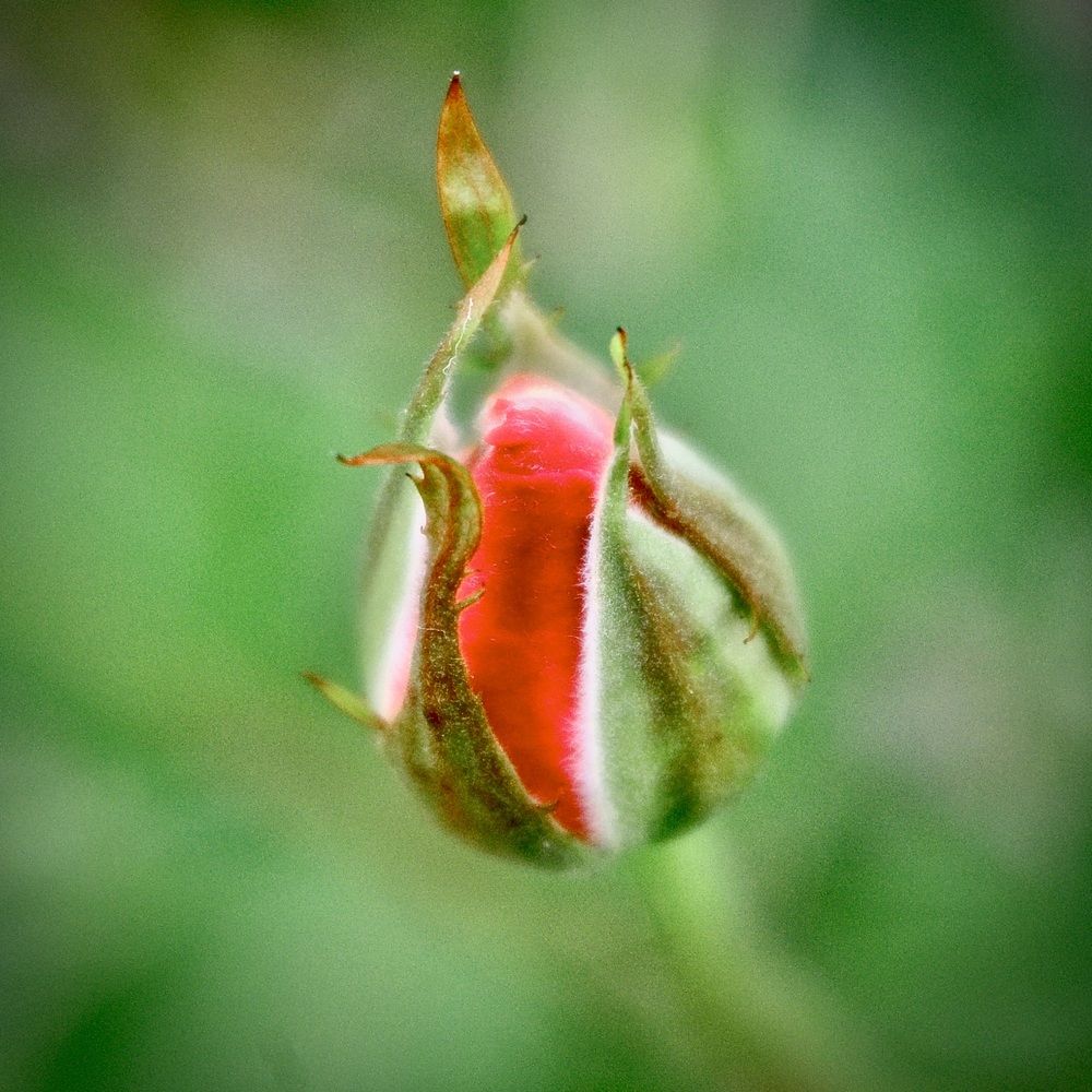 Photograph by Dario Meroni