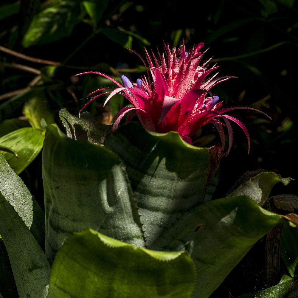 Bromelia rosa
