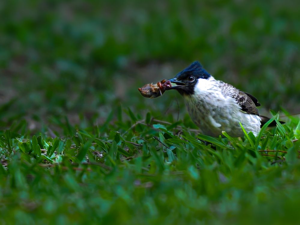 Photograph by sutan naga effendy