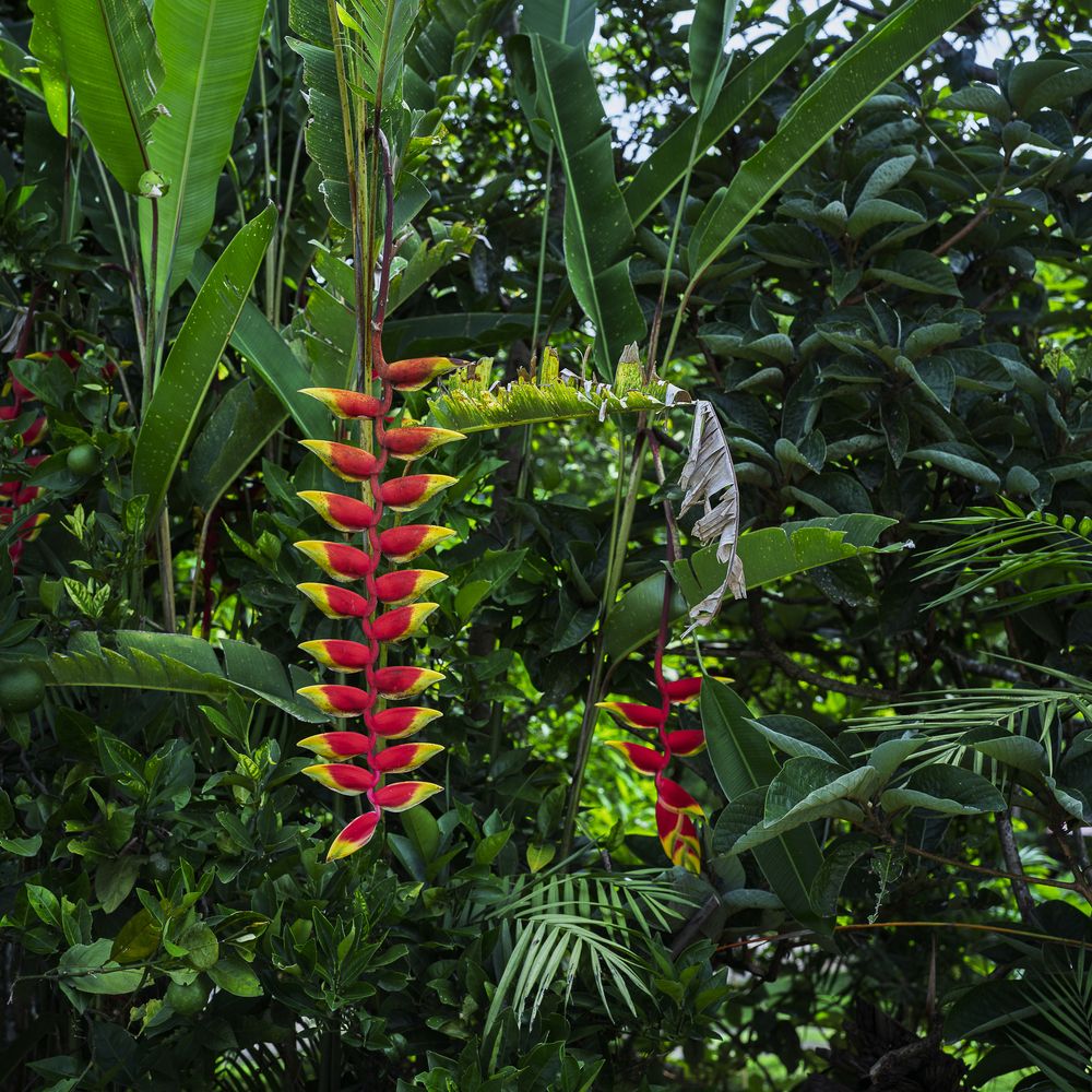 Platanillo o flor del paraíso colgante