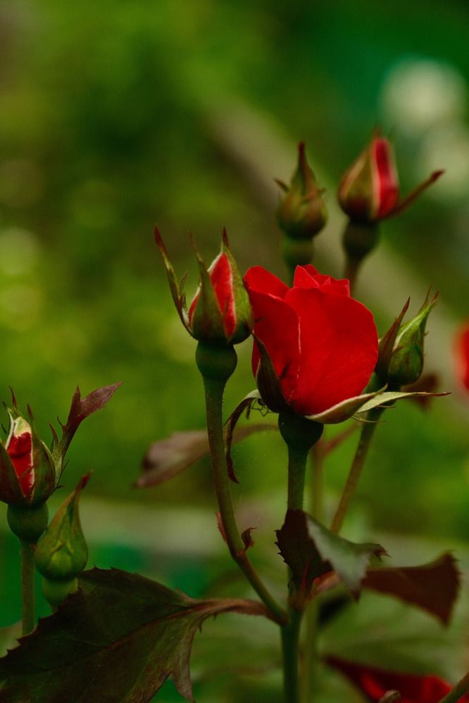 Photograph by Anastasia Vladimirovna