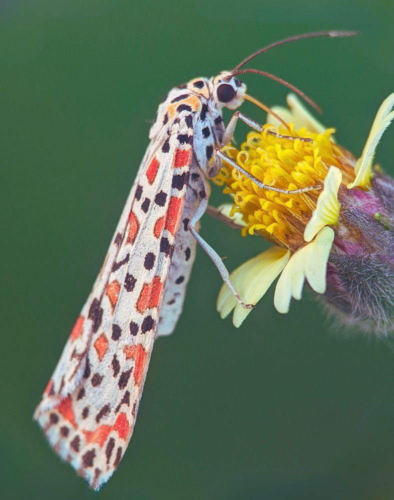 Photograph by QUYẾT TRỌNG NGUYỄN