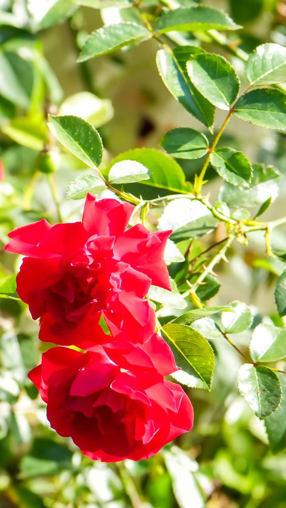 Photograph by Михаил Трусов