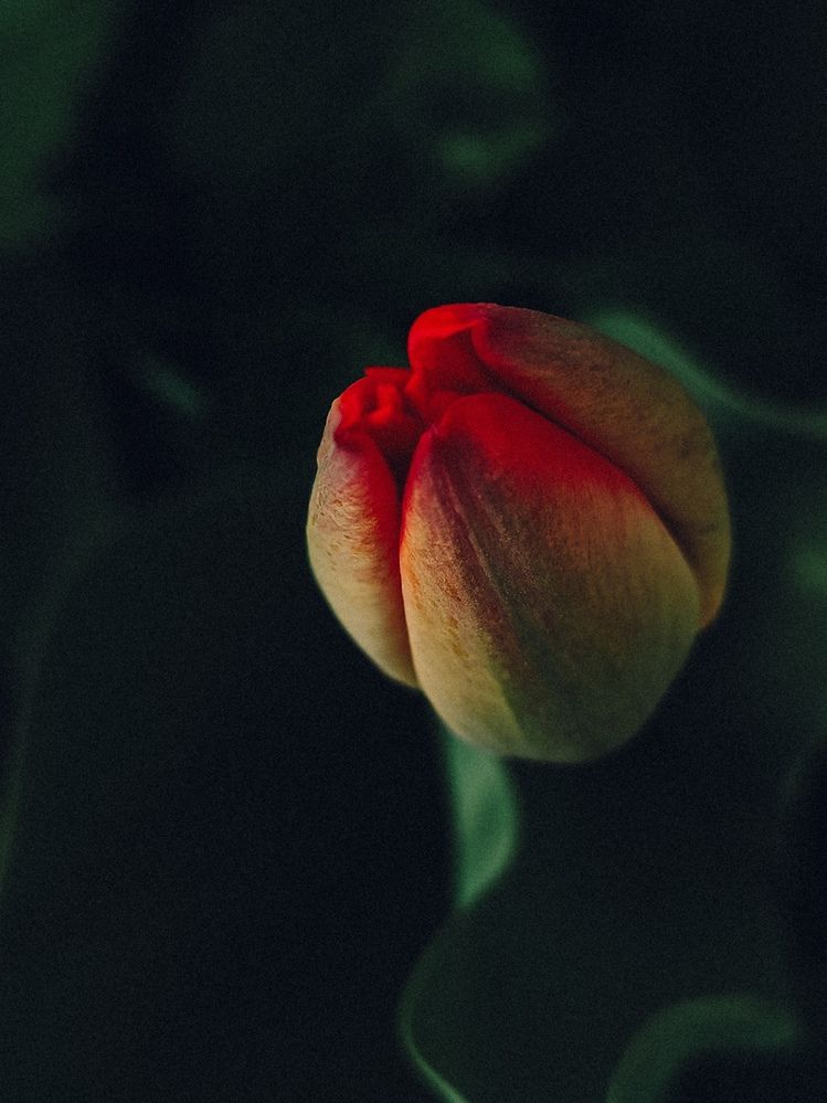 Photograph by Maria Stankevich