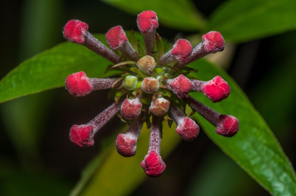 Photograph by Chamara Sulakkhana Polwatta Siriyalage