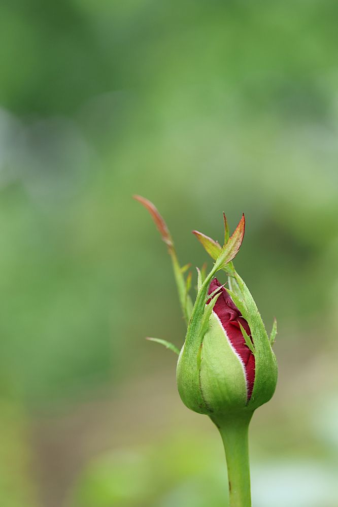 Photograph by Гагик Саркисян