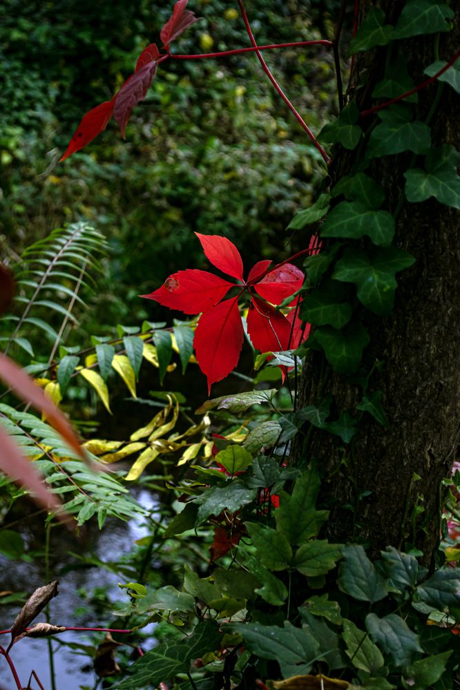 Фотография автора Маис Киракозов