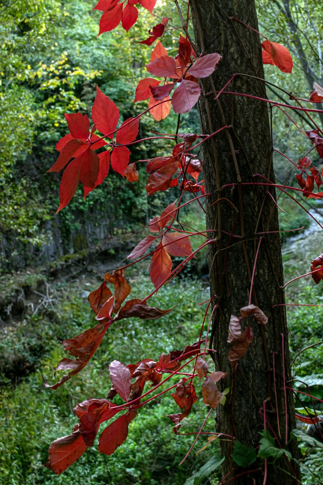 Фотография автора Маис Киракозов