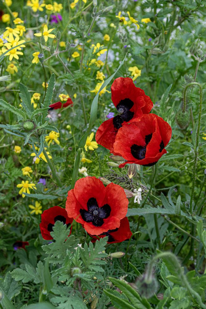 Фотография автора Маис Киракозов
