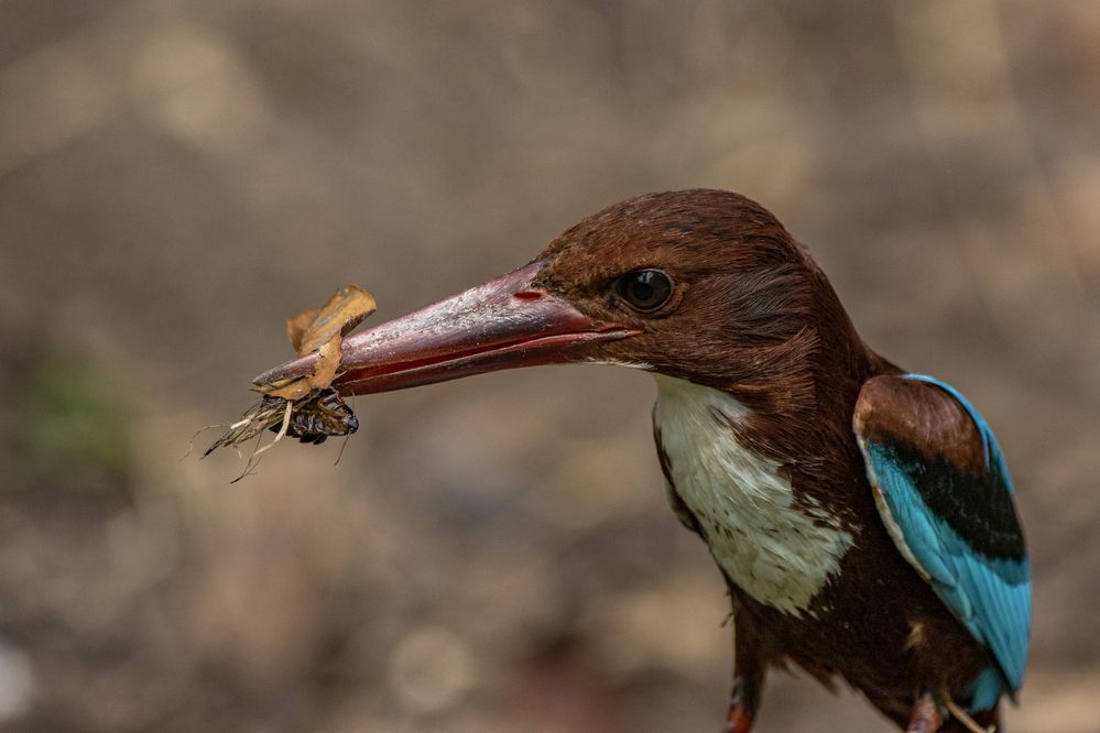 Photograph by Chamara Sulakkhana Polwatta Siriyalage