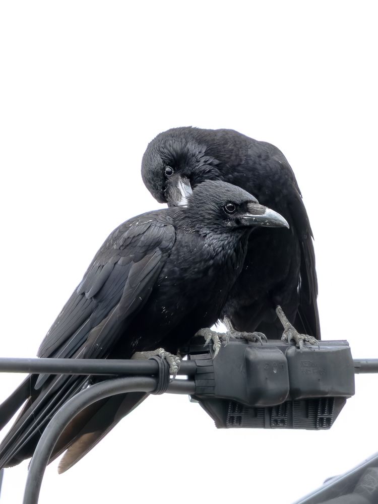 Photograph by KOHAGI